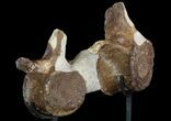 Pair of Fossil Plesiosaur Vertebrae With Stand - Goulmima, Morocco #89804-4